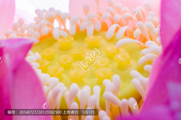 蓮蓬