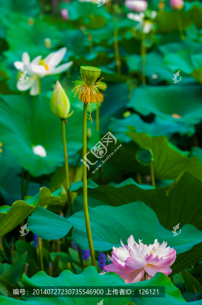 荷花