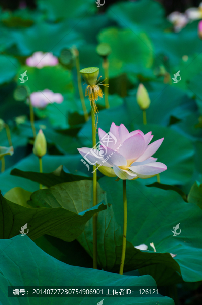 荷花