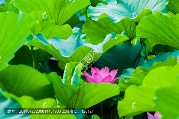 荷花