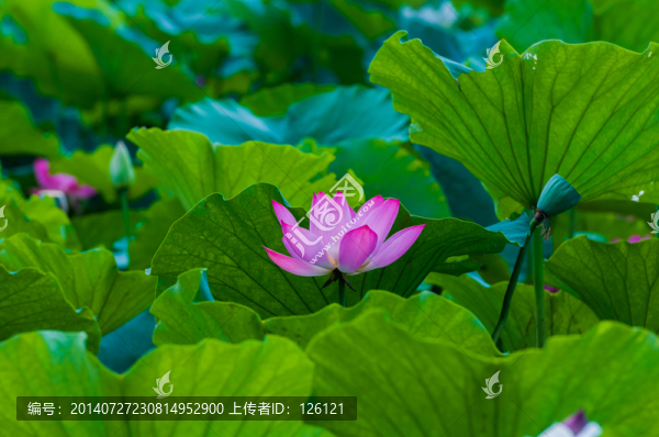 荷花