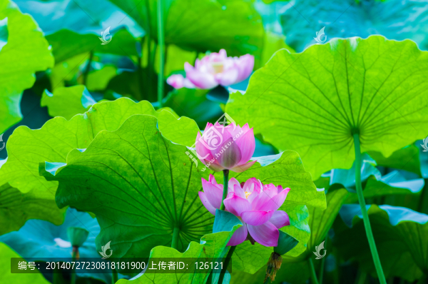 荷花