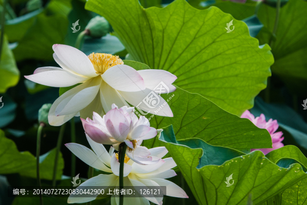 荷花