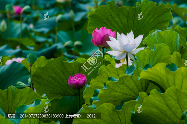 荷花