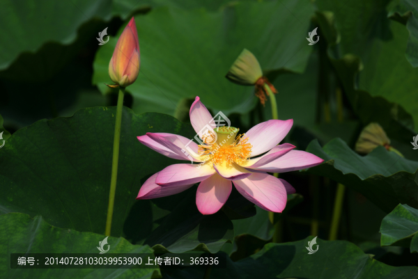 荷花與花蕾