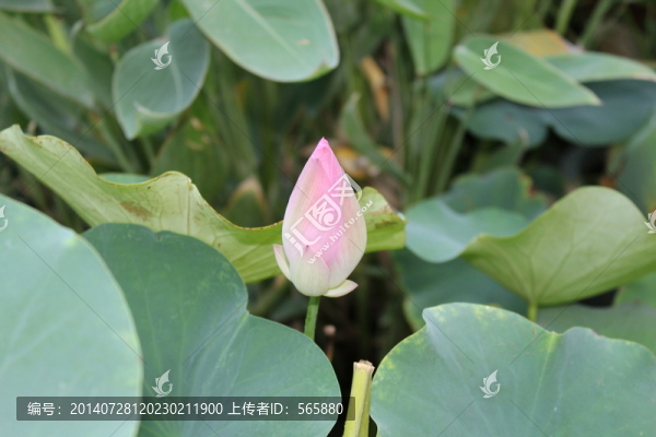 荷花