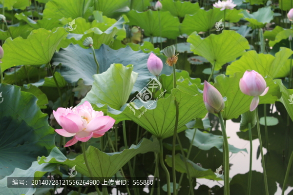 荷花