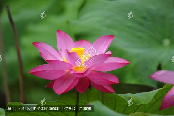 荷花