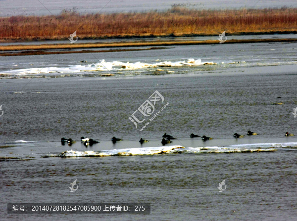 黃河濕地,冬天