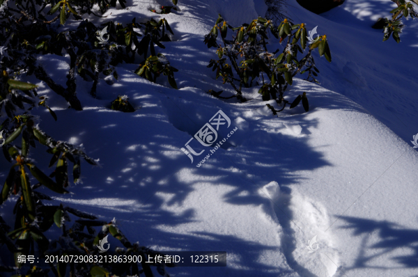 干枯,杜鵑花