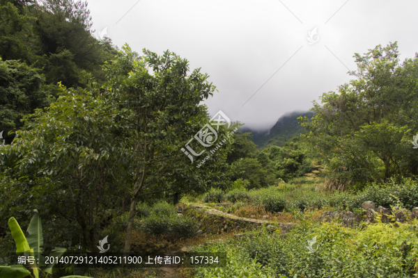 云霧山林中的小路