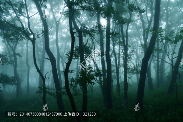 霧氣籠罩的樹林