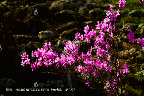 杜鵑花,達(dá)爾濱湖