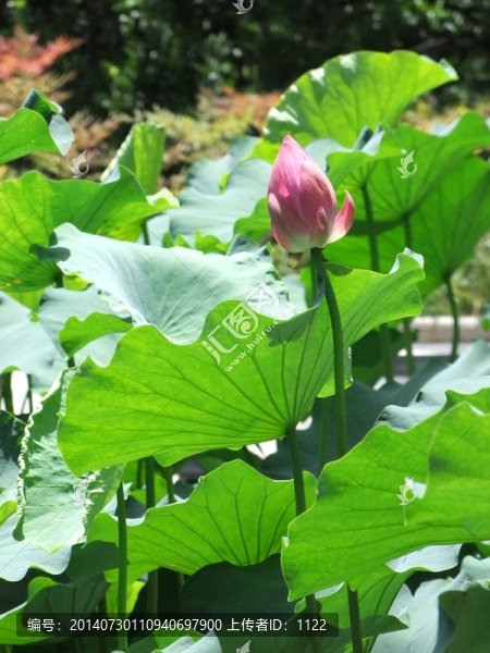 荷花