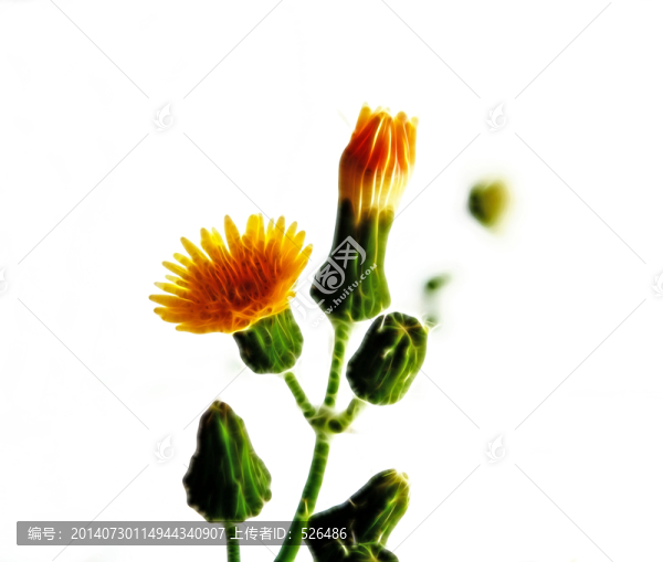 野菊