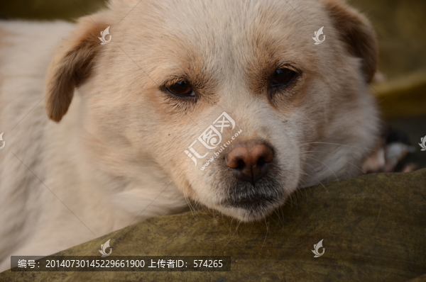 狗