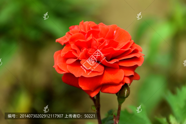 月季