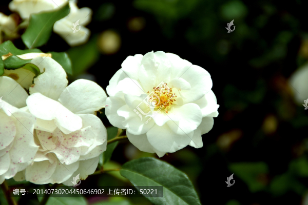 月季