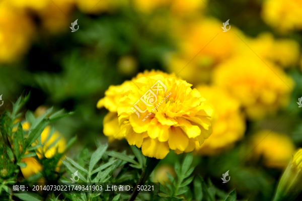 黃花