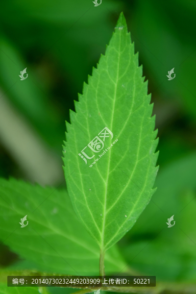 綠葉