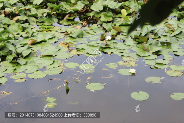 荷花