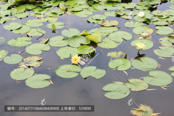 荷花