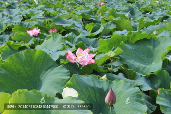 荷花