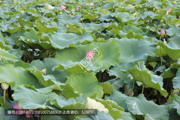 荷花