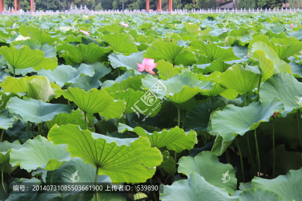 荷花