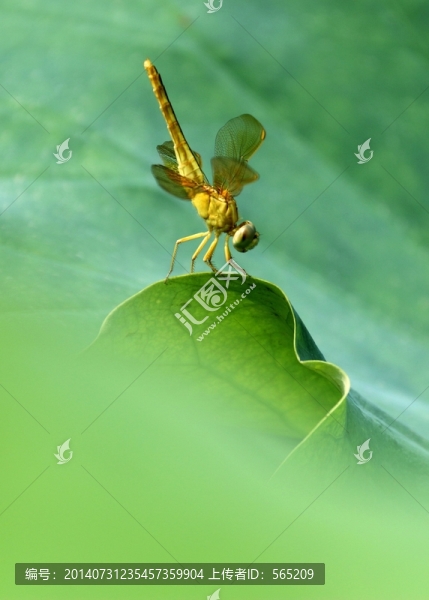 蜻蜓