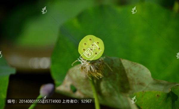 蓮蓬