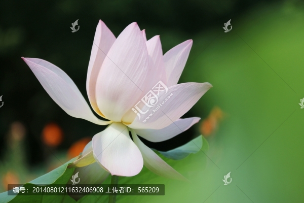 荷花