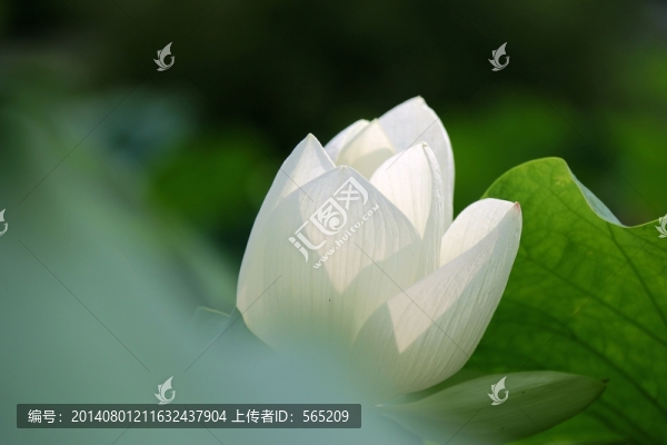 白蓮花
