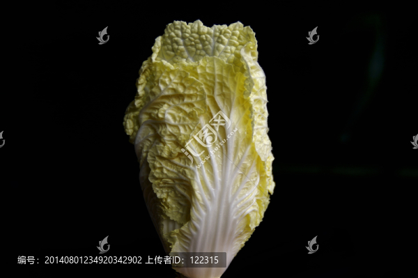 大白菜