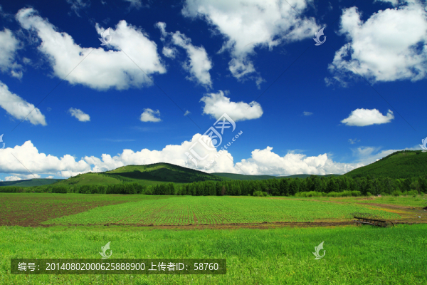 田野