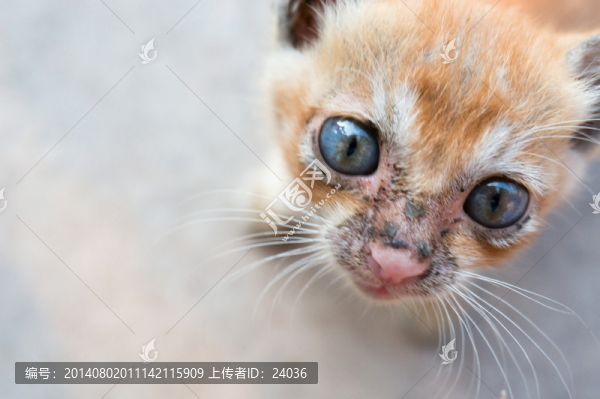 萌寵,小貓咪特寫