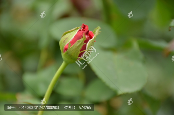 月季花蕾
