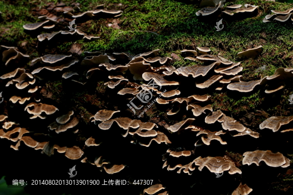 野生菌