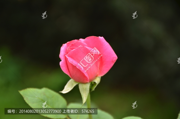 月季花