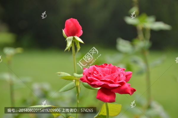 月季花