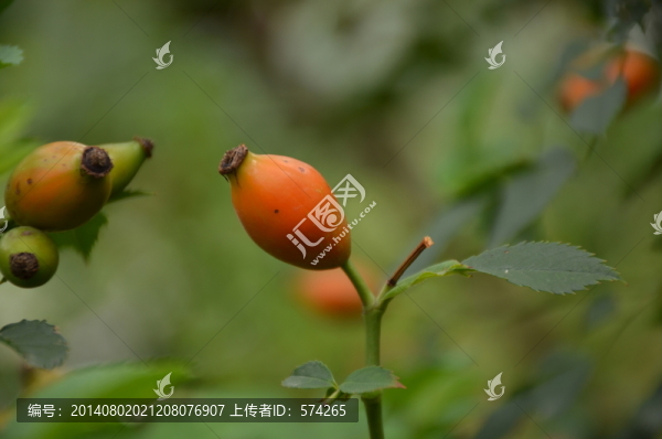 月季花果