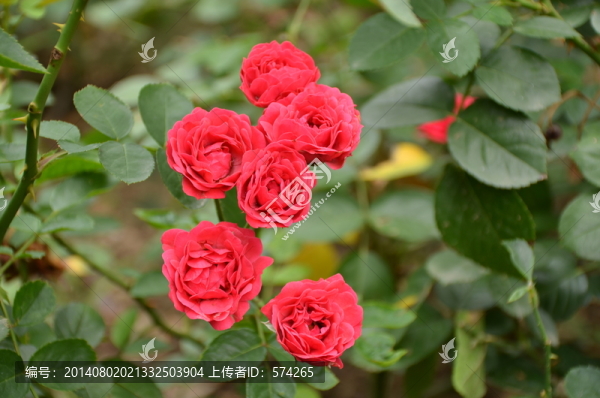 月季花