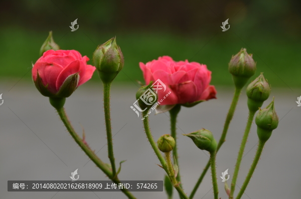 月季花