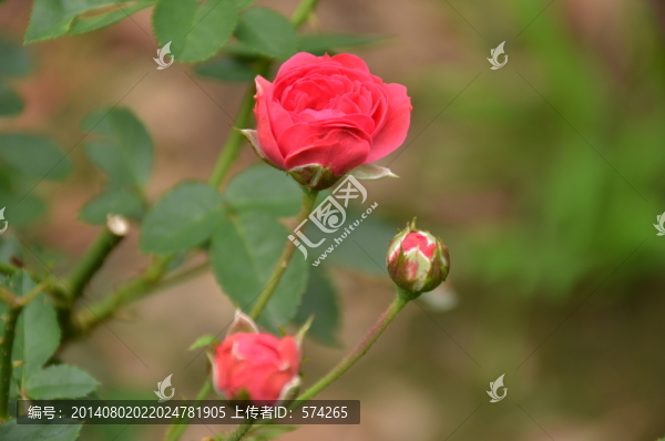 月季花