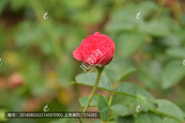 月季花