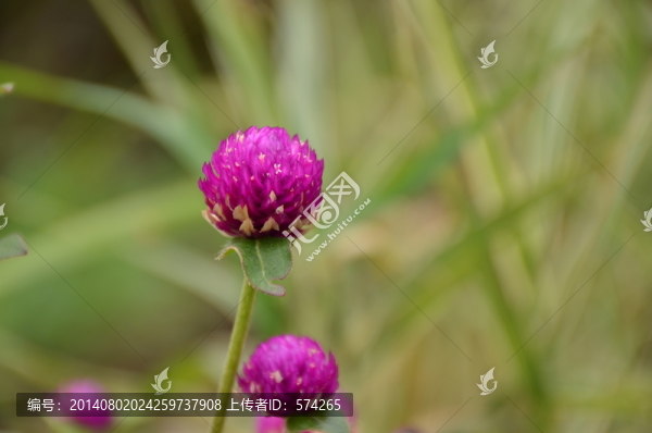千日紅花