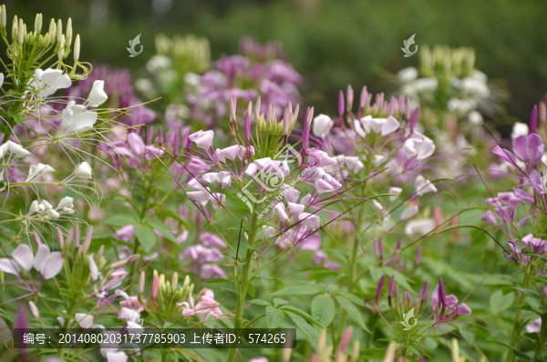 醉蝶花