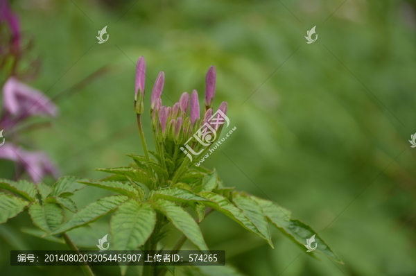 醉蝶花
