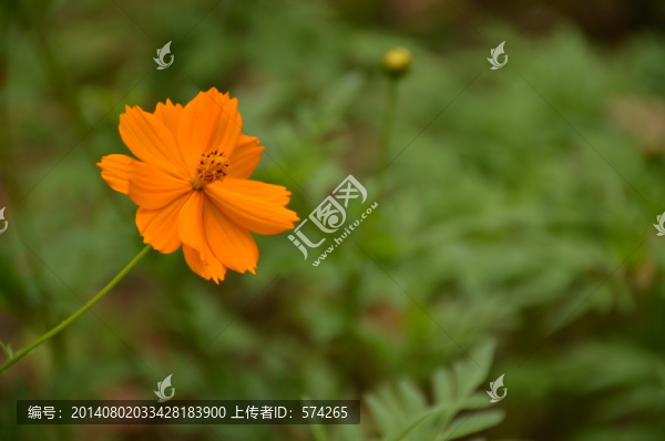 硫華菊