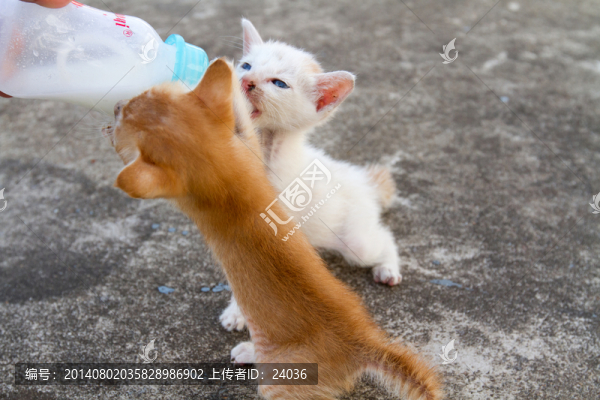 小貓吃奶